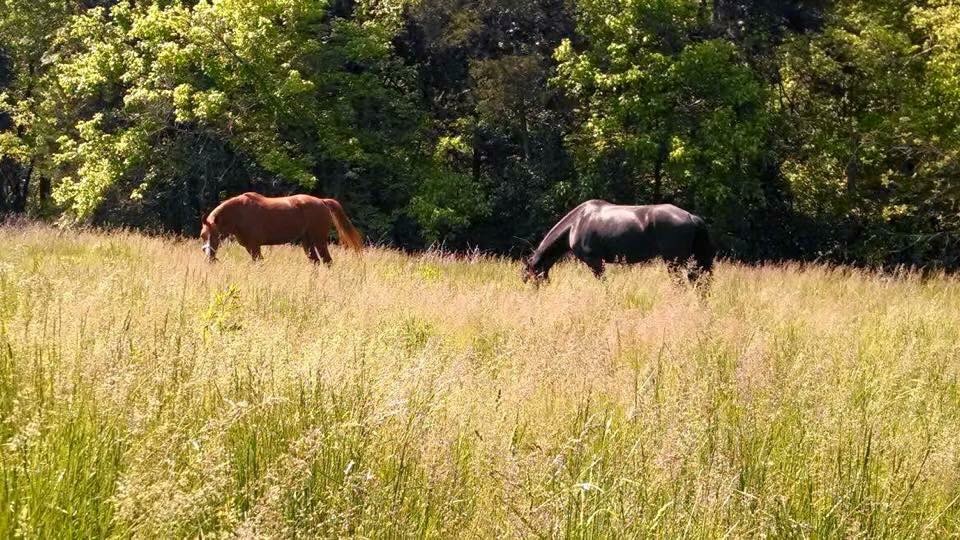 Two beautiful horses grazing a tall grass field with trees in the background